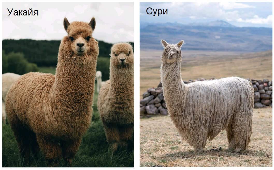 Животные и их шерсть Альпака